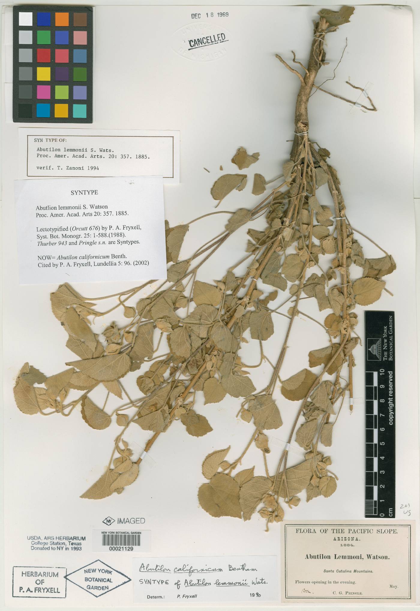 Abutilon lemmonii image