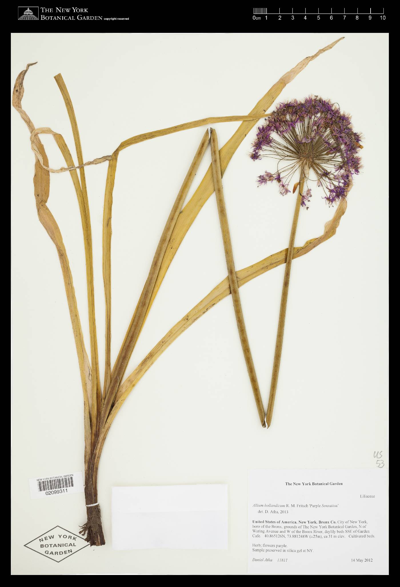 Allium hollandicum image