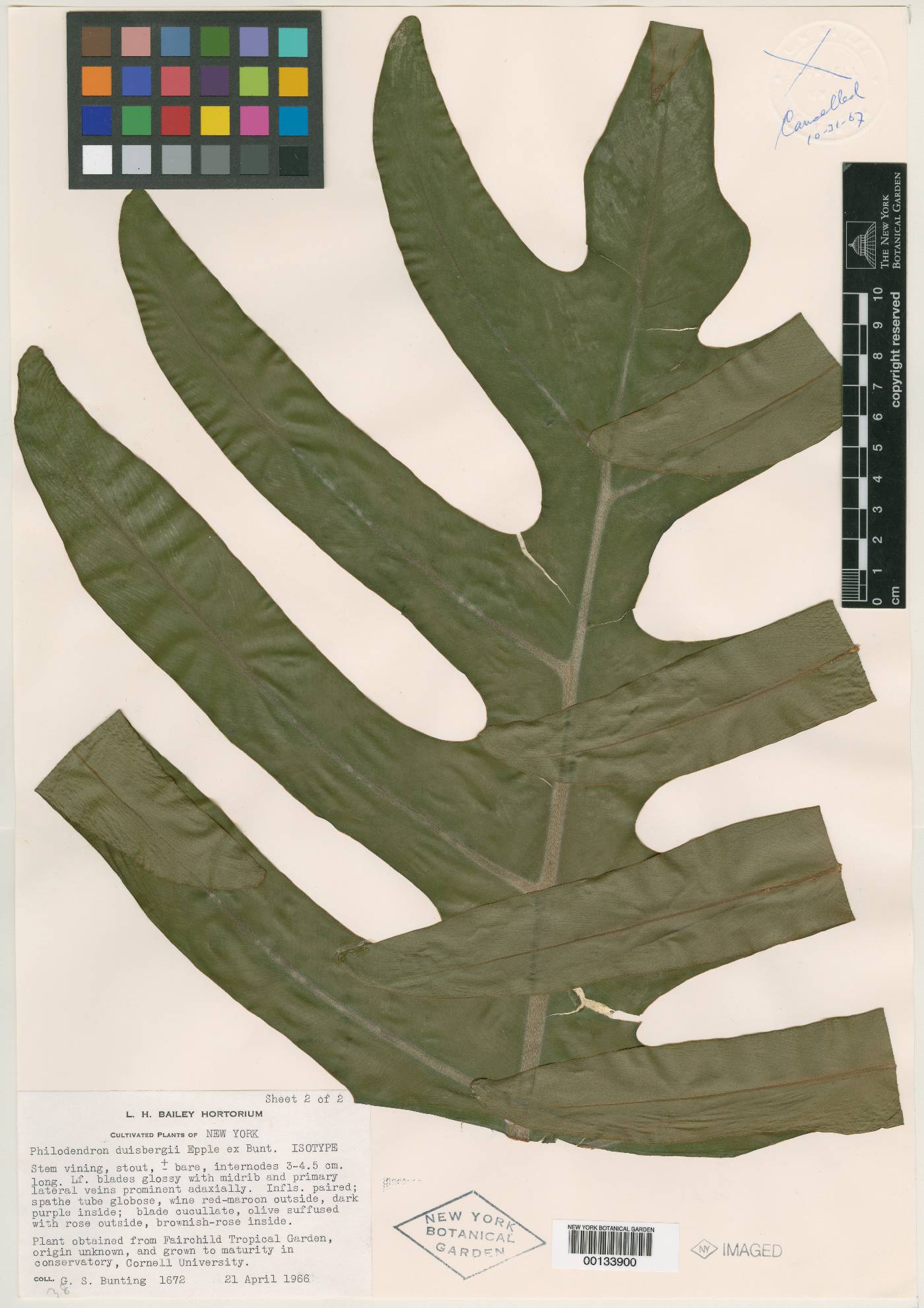 Philodendron pedatum image