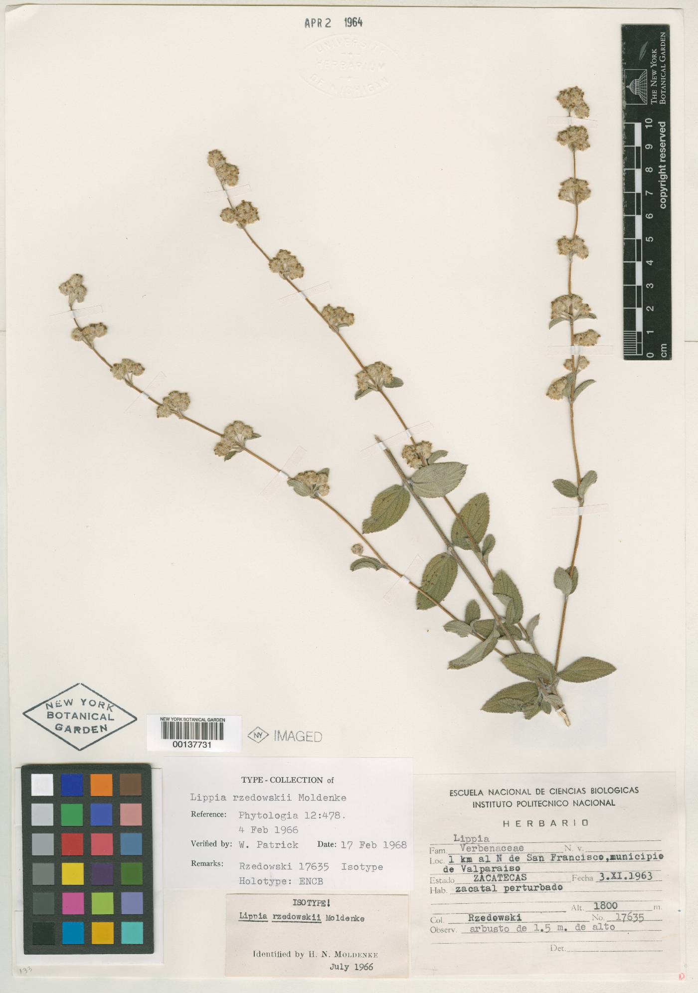 Lippia rzedowskii image