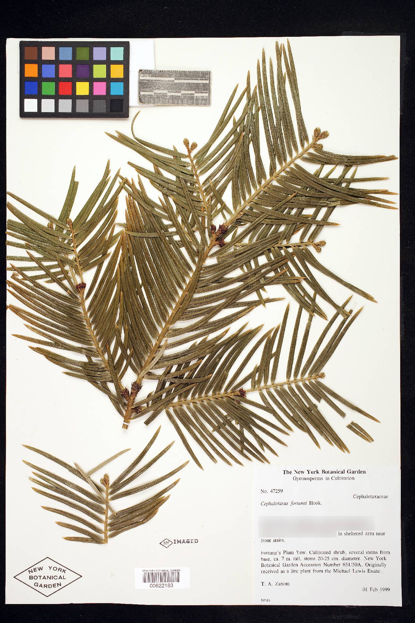 Cephalotaxus fortunei image