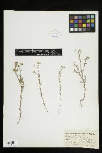 Cryptantha pterocarya image