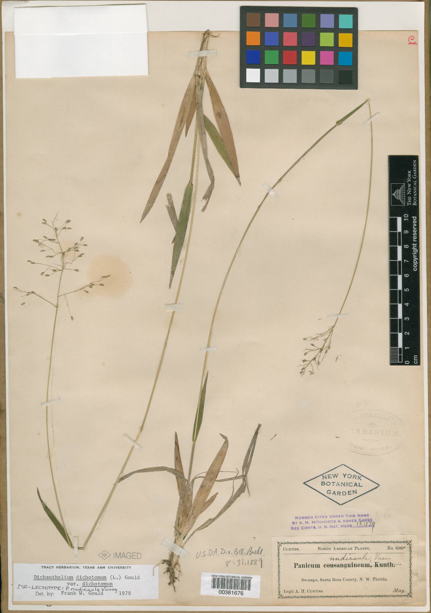 Panicum nudicaule image