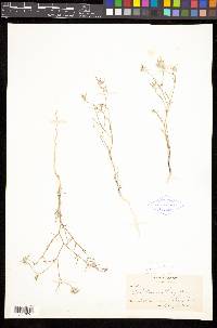 Eriastrum wilcoxii image