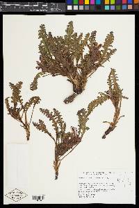 Pedicularis centranthera image