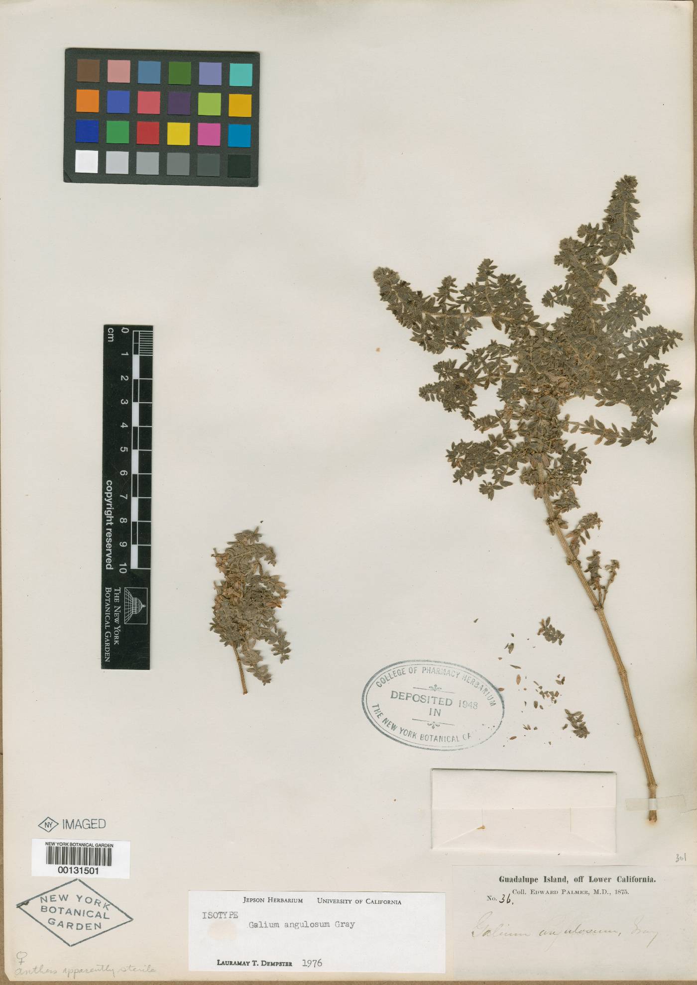 Galium angulosum image