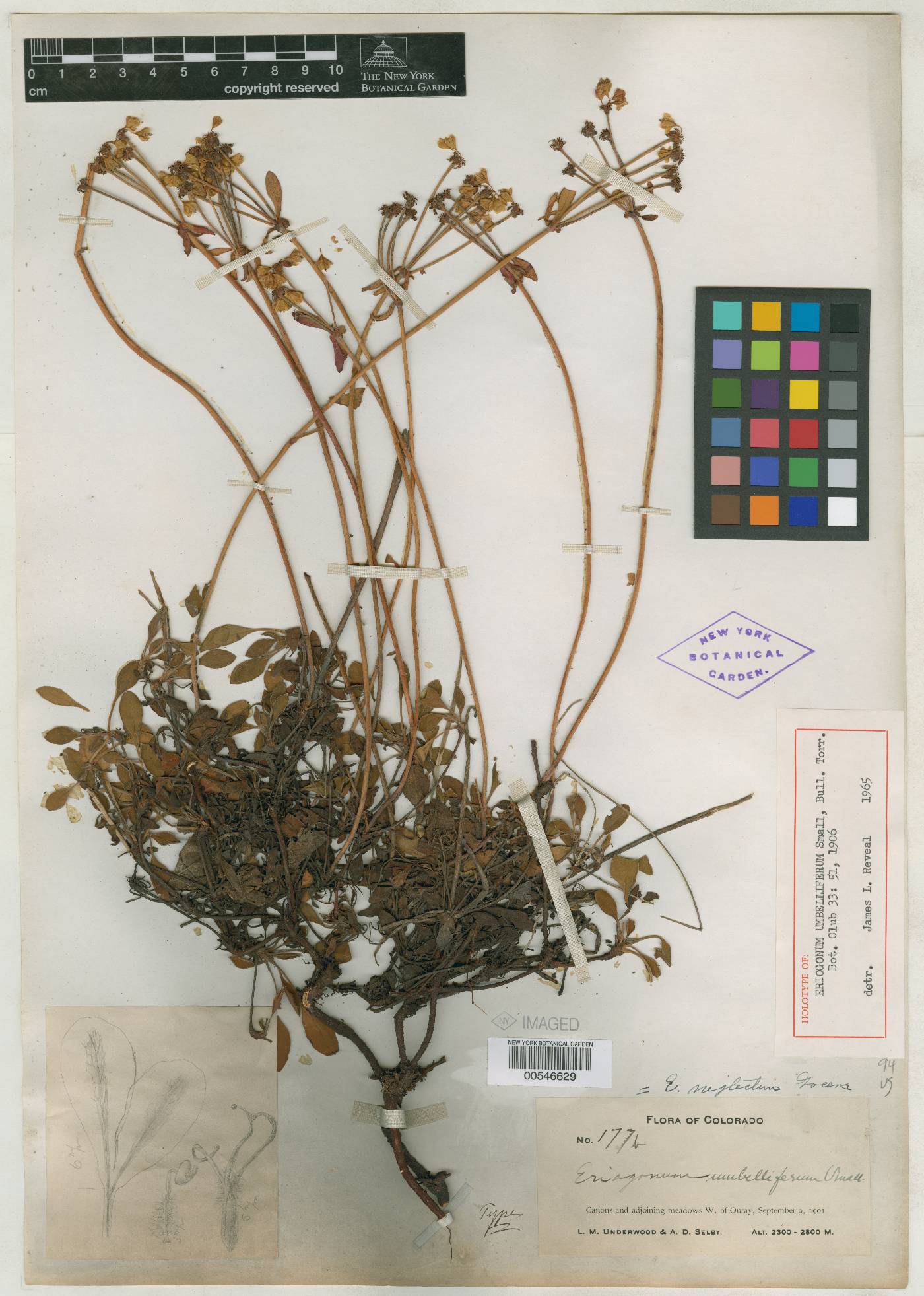 Eriogonum umbelliferum image