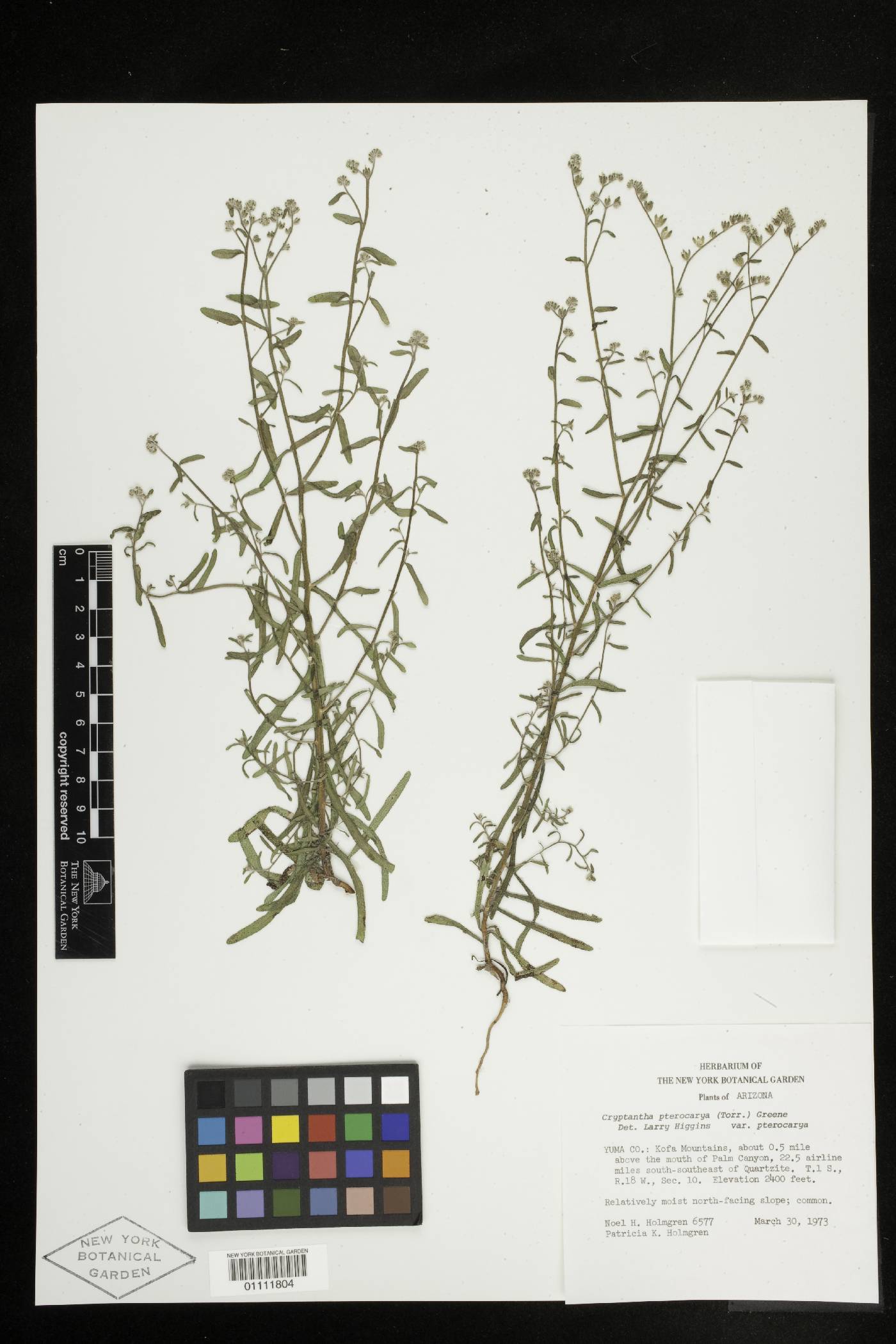 Cryptantha cycloptera image