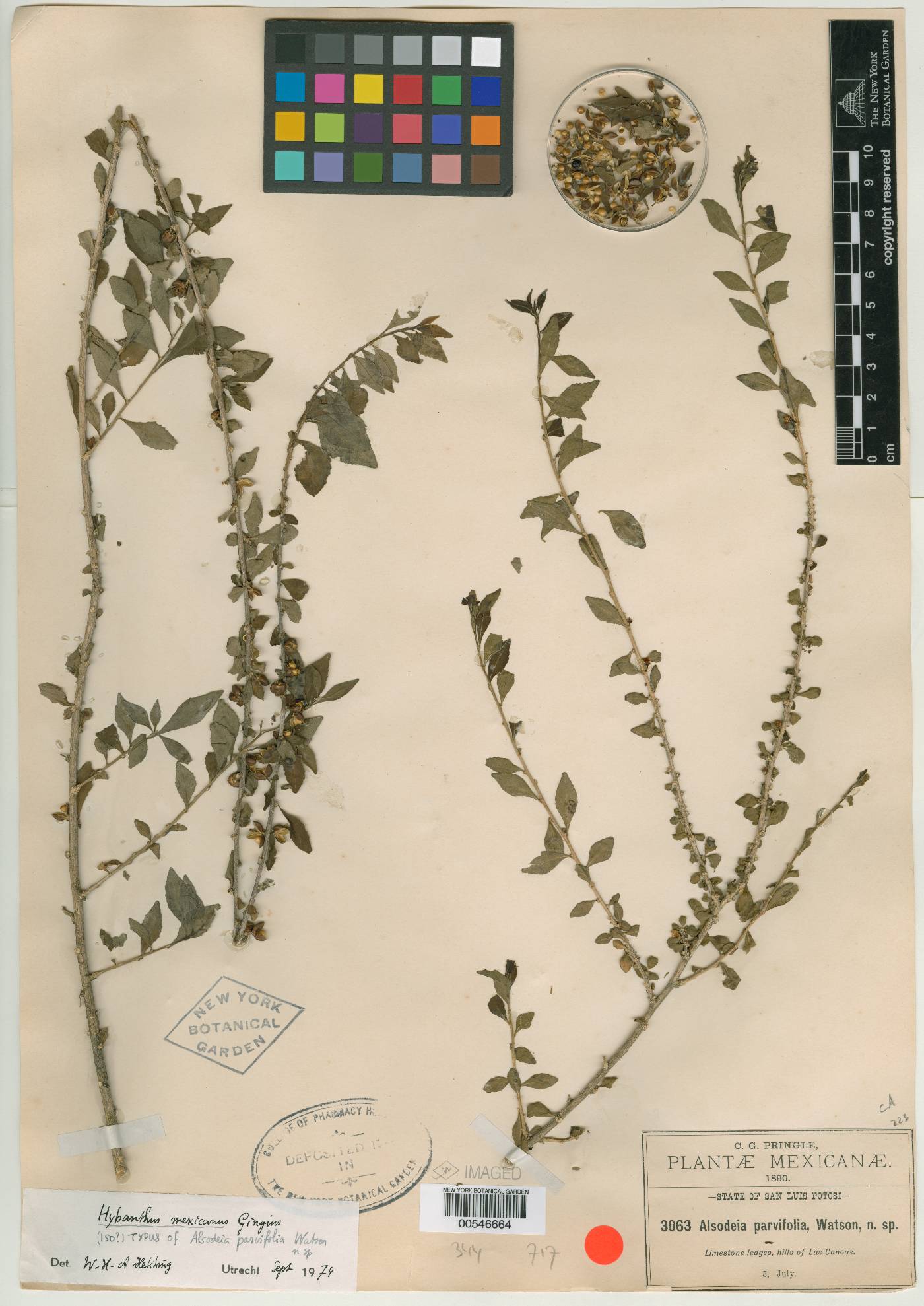 Alsodeia parvifolia image