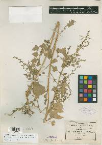Chenopodium pringlei image