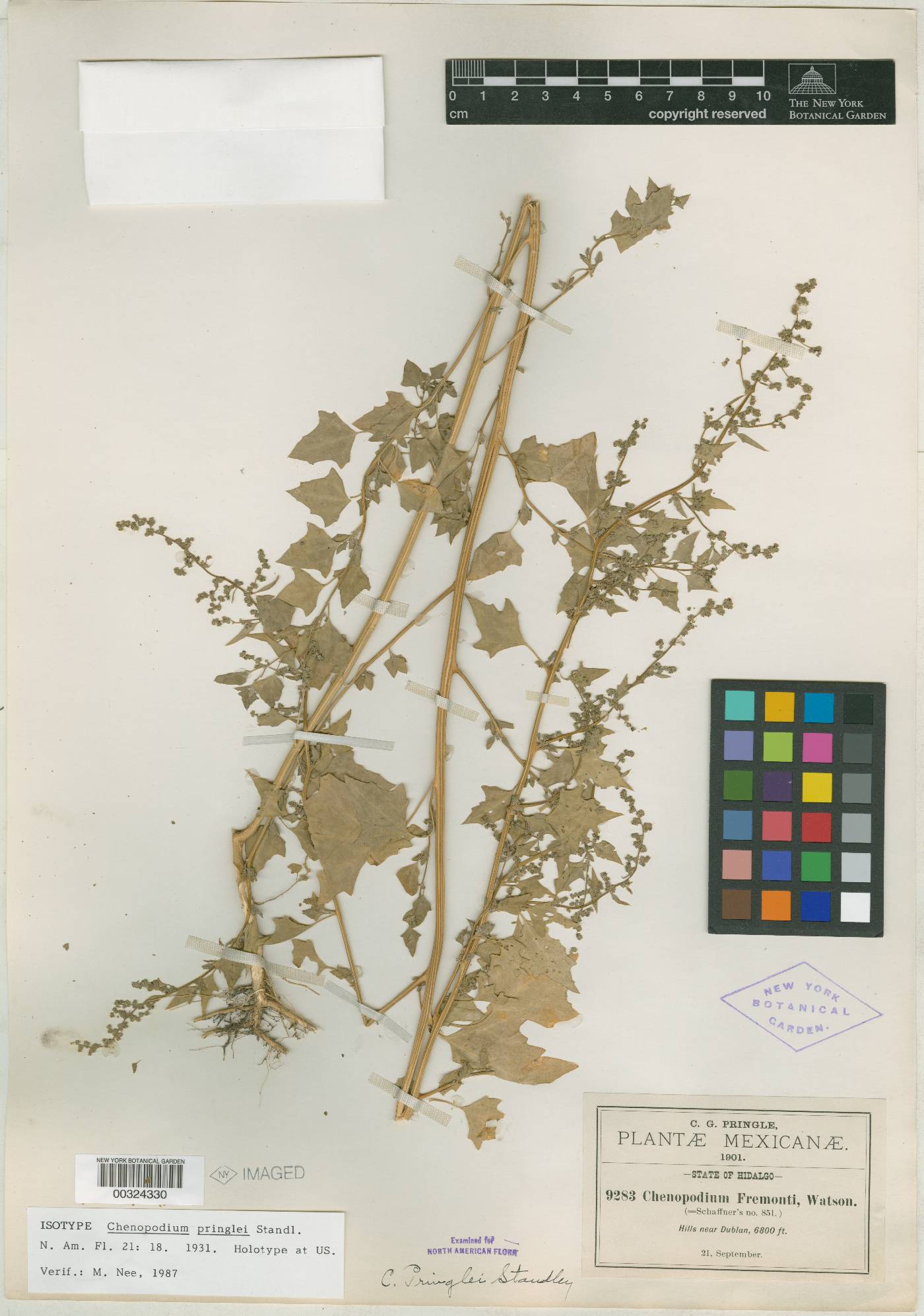 Chenopodium fremontii var. pringlei image