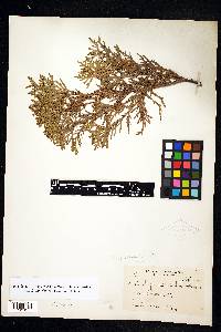 Thuja occidentalis image