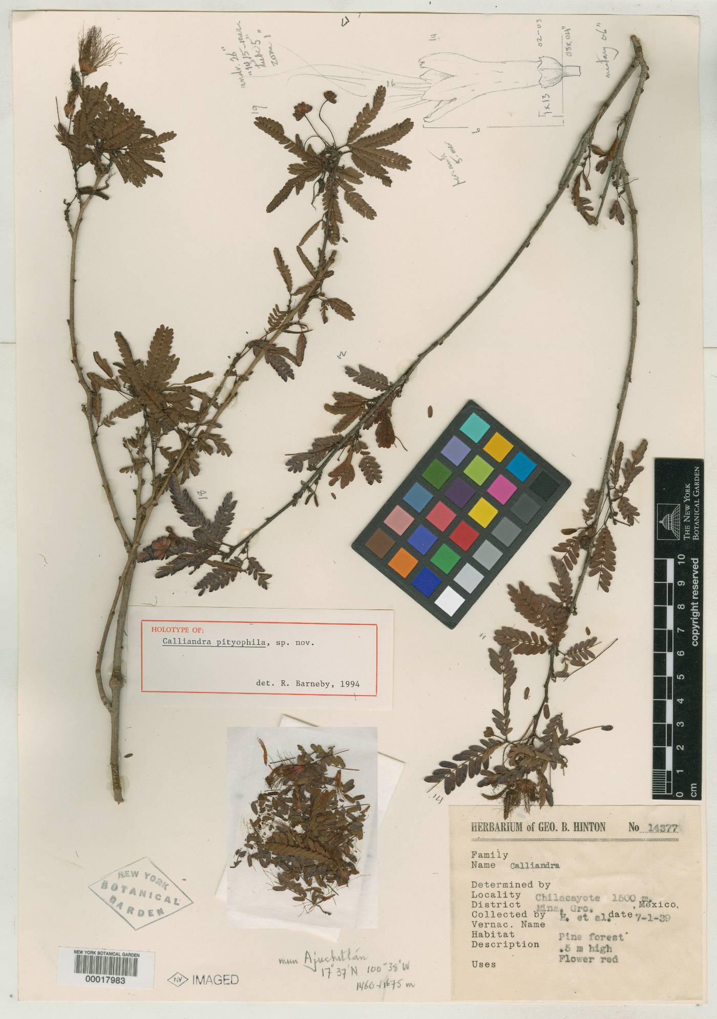 Calliandra pityophila image