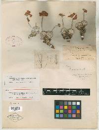 Eriogonum vineum image