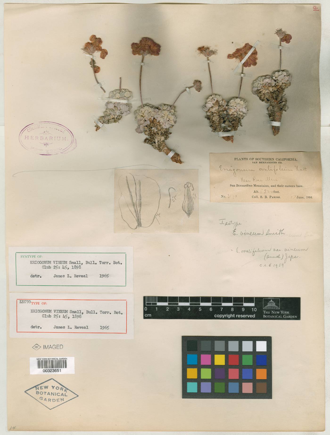 Eriogonum vineum image