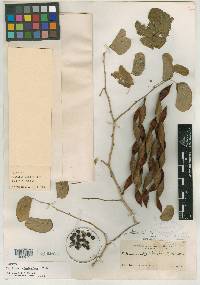 Bauhinia longiflora image