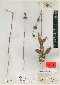 Polianthes platyphylla image
