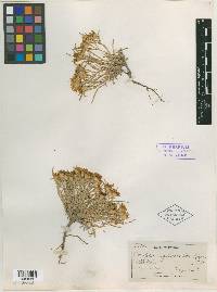 Oonopsis multicaulis image