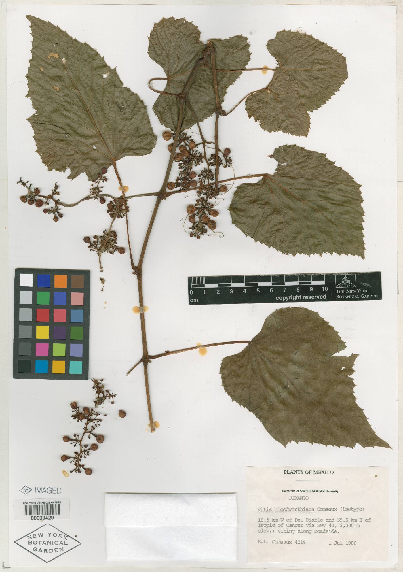 Vitis bloodworthiana image