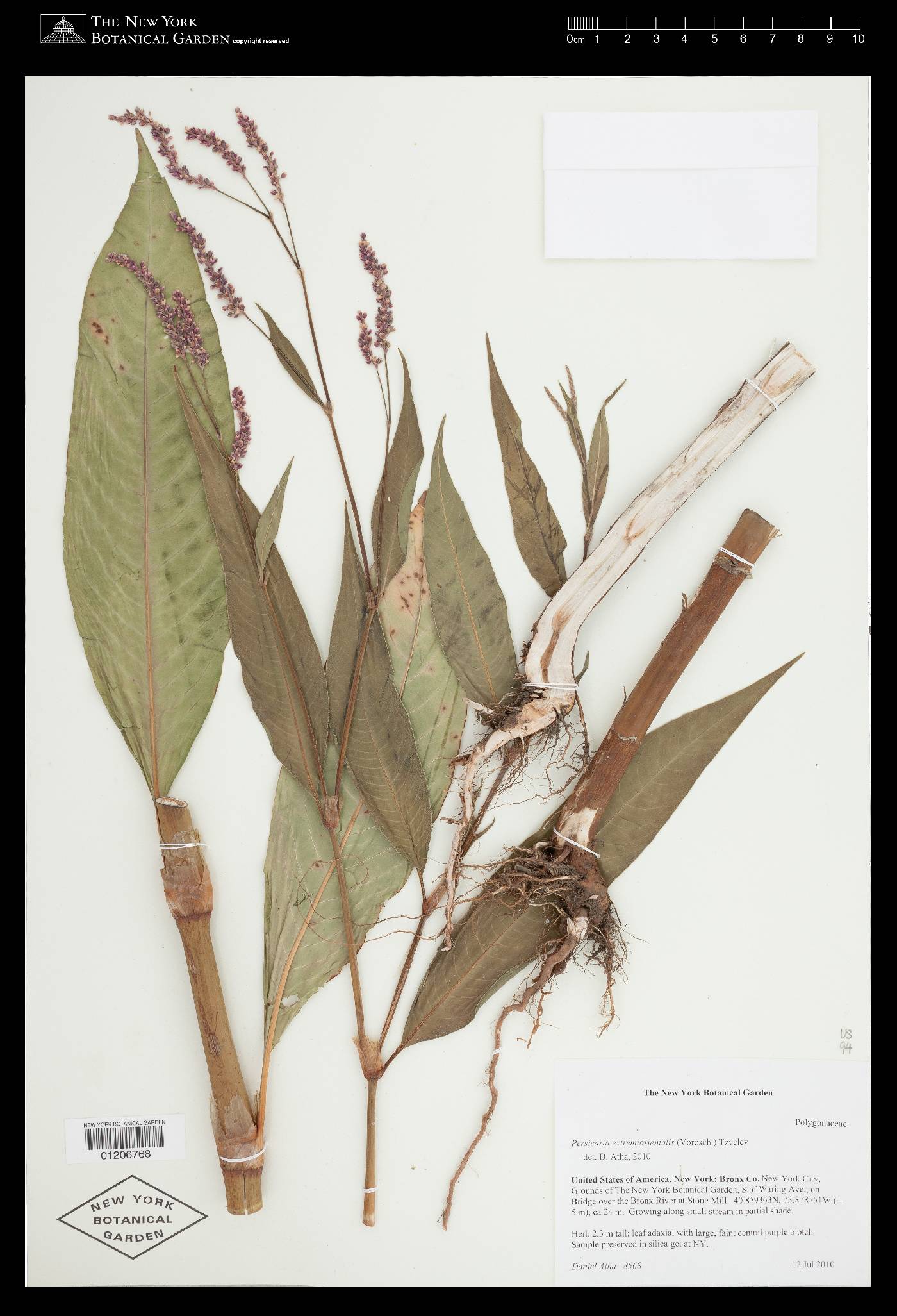 Persicaria extremiorientalis image