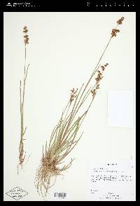 Juncus saximontanus image