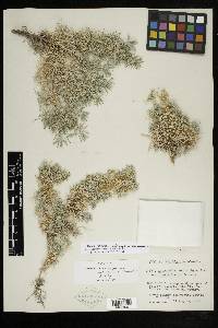 Astragalus kentrophyta var. neomexicanus image