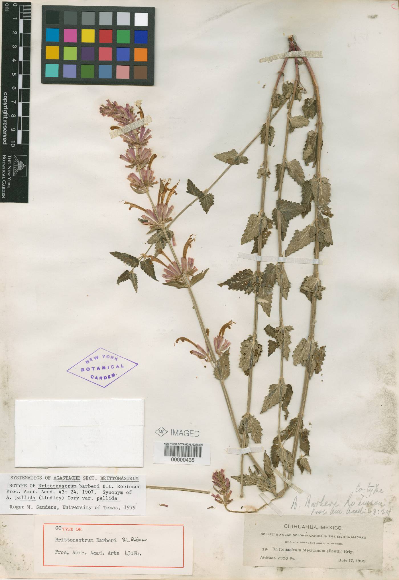 Agastache pallida image