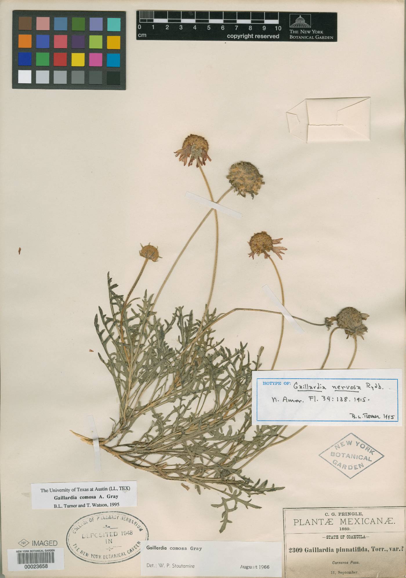 Gaillardia comosa image