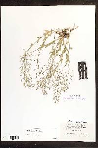 Draba spectabilis image