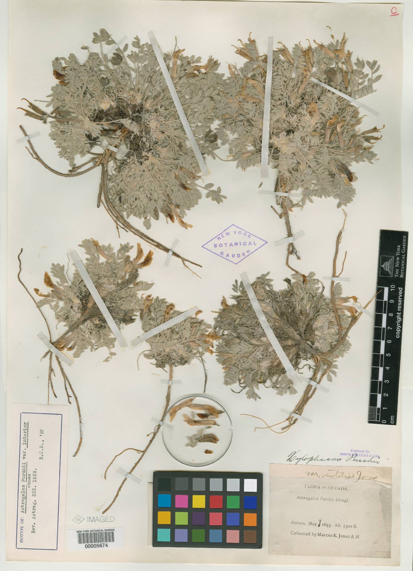 Astragalus purshii var. interior image