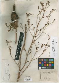 Eriogonum alatum image