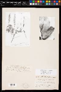 Albizia sinaloensis image