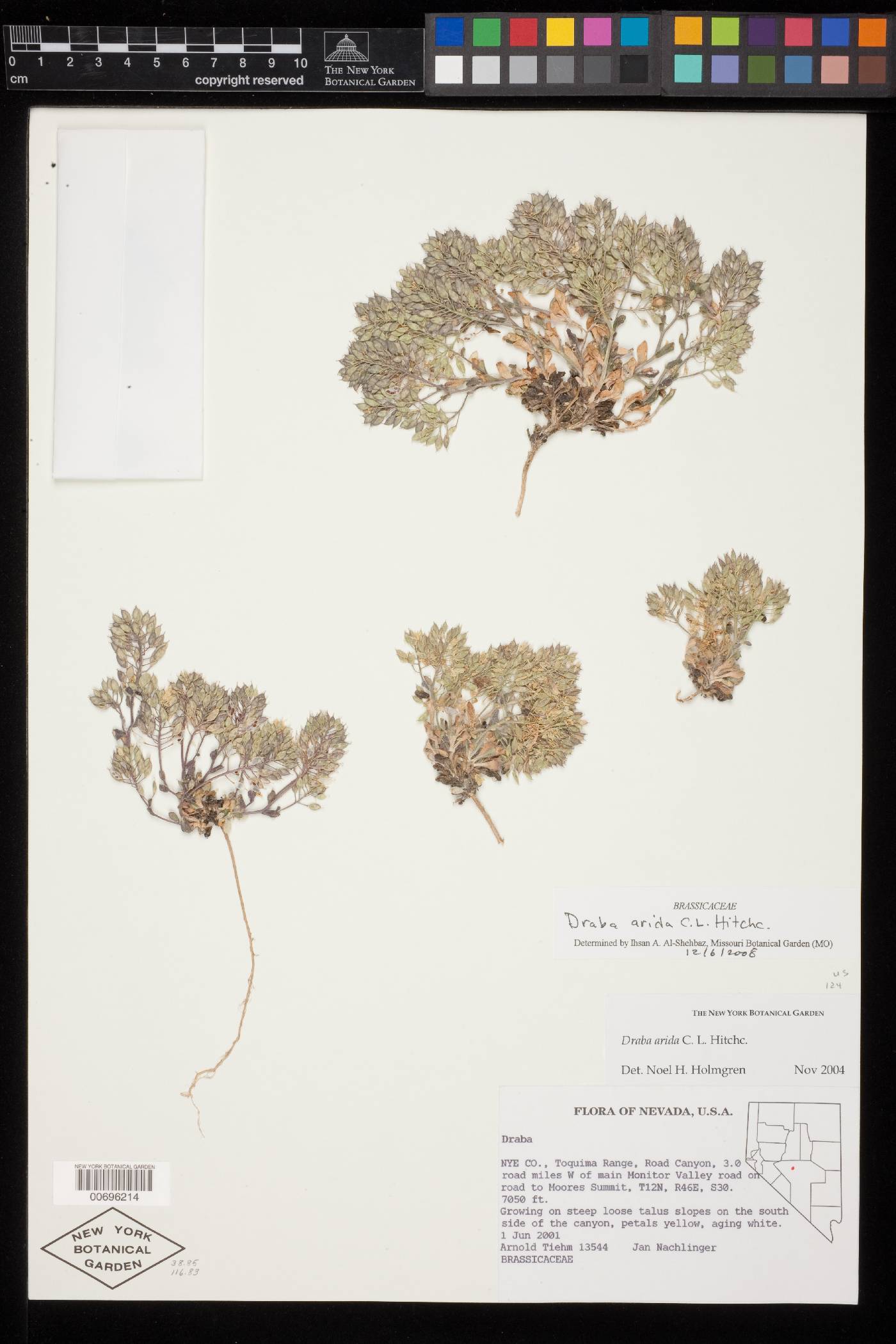Draba arida image