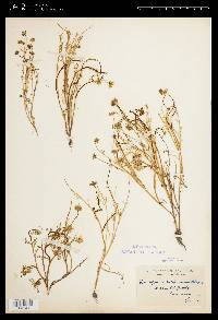 Blennosperma californicum image