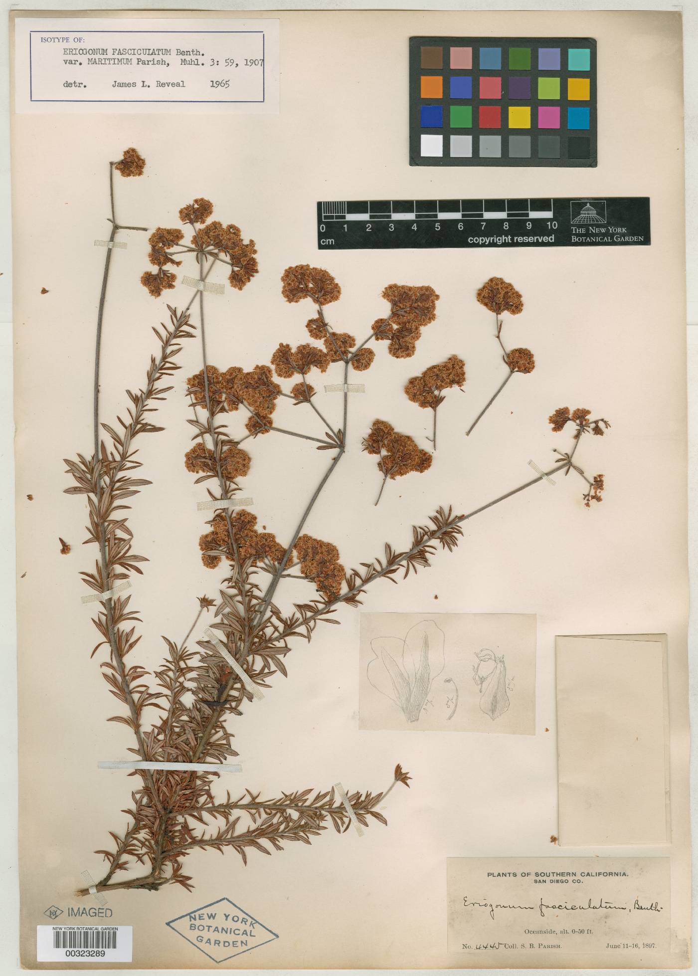 Eriogonum fasciculatum var. maritimum image