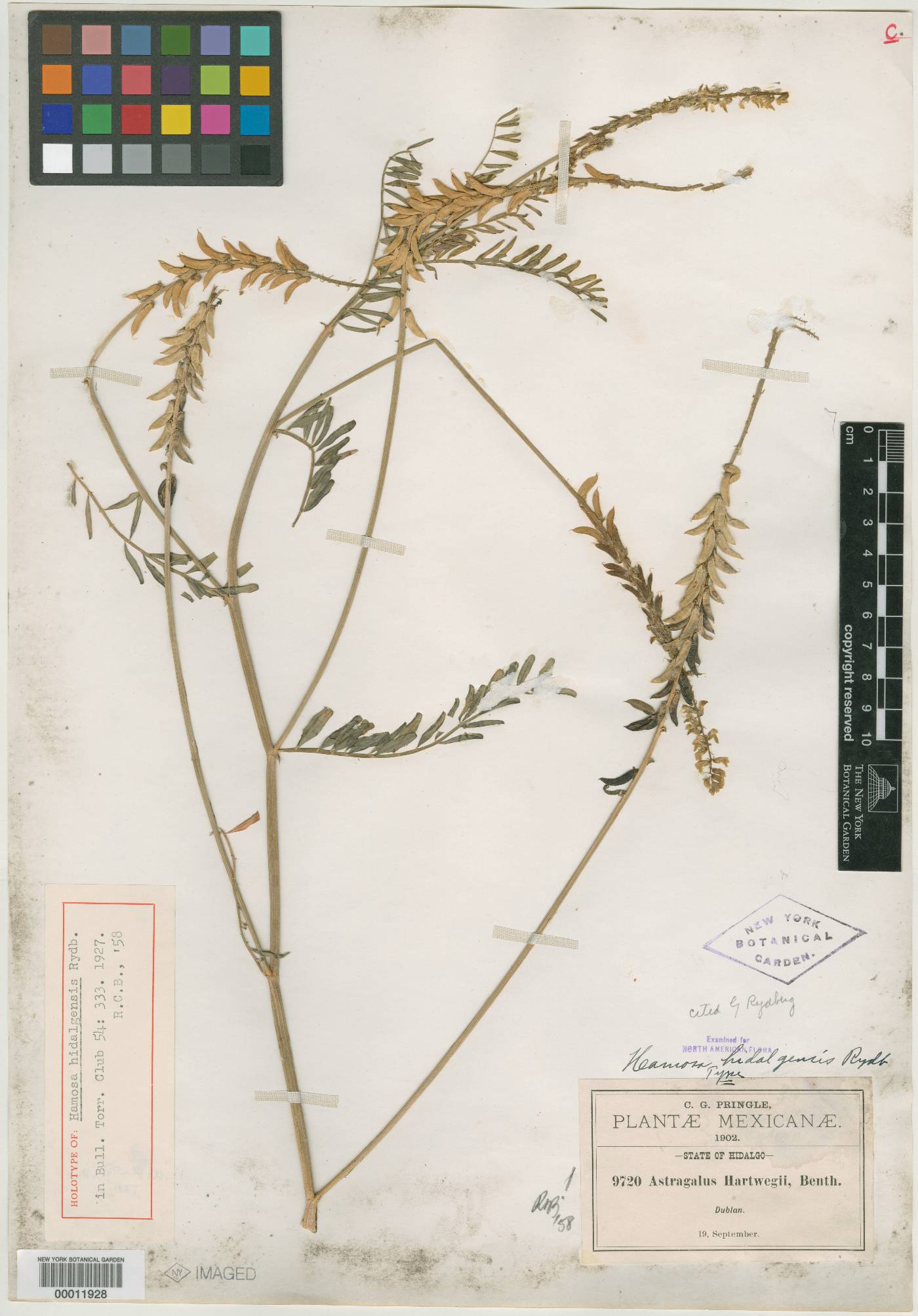 Hamosa hidalgensis image