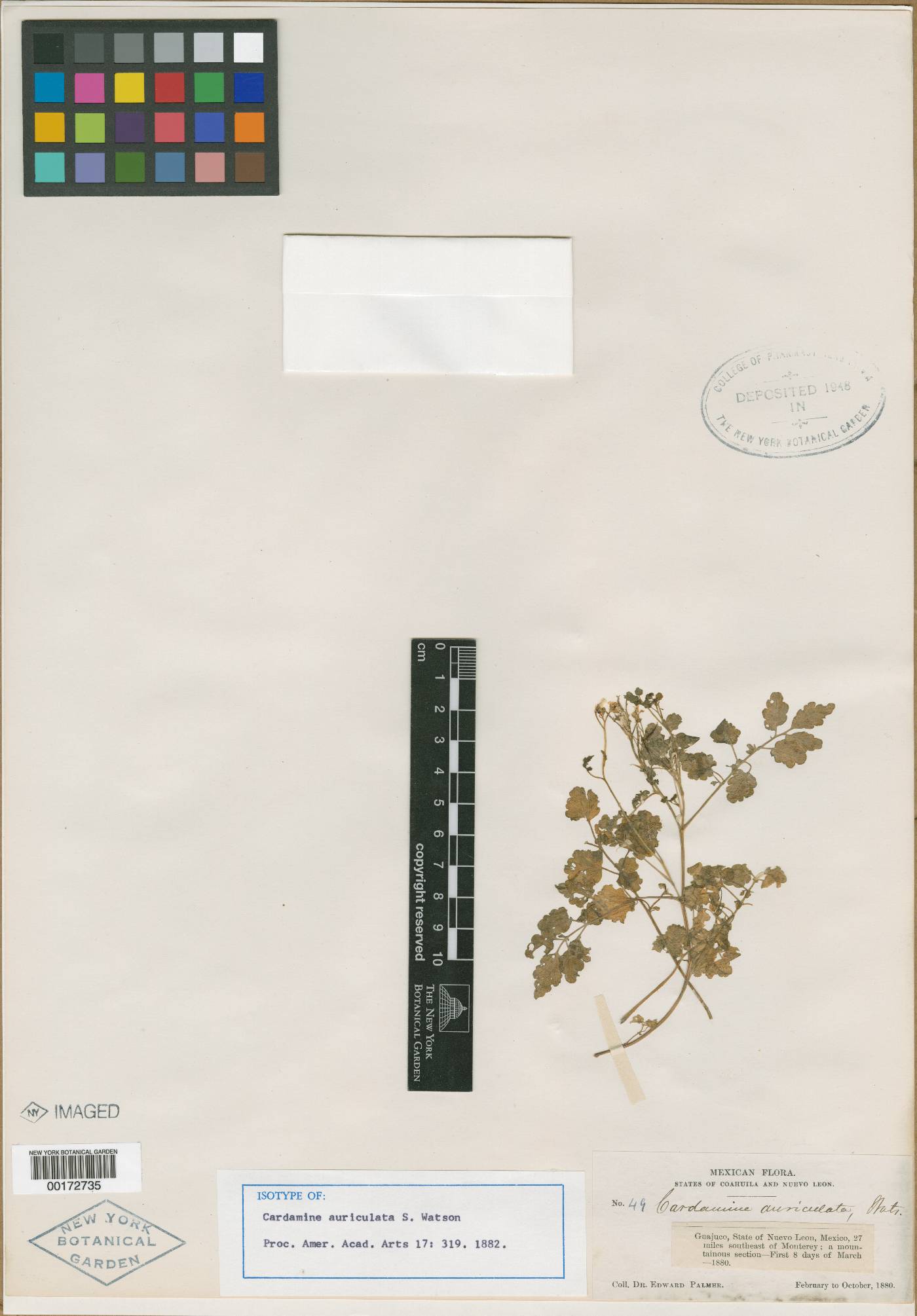 Cardamine komarovii image