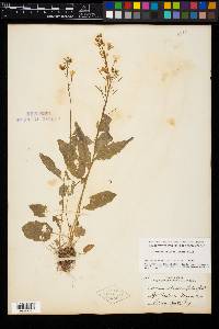 Cardamine bulbosa image