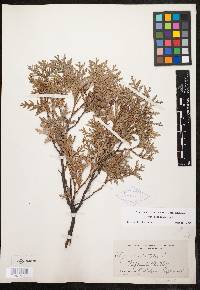 Thuja occidentalis image