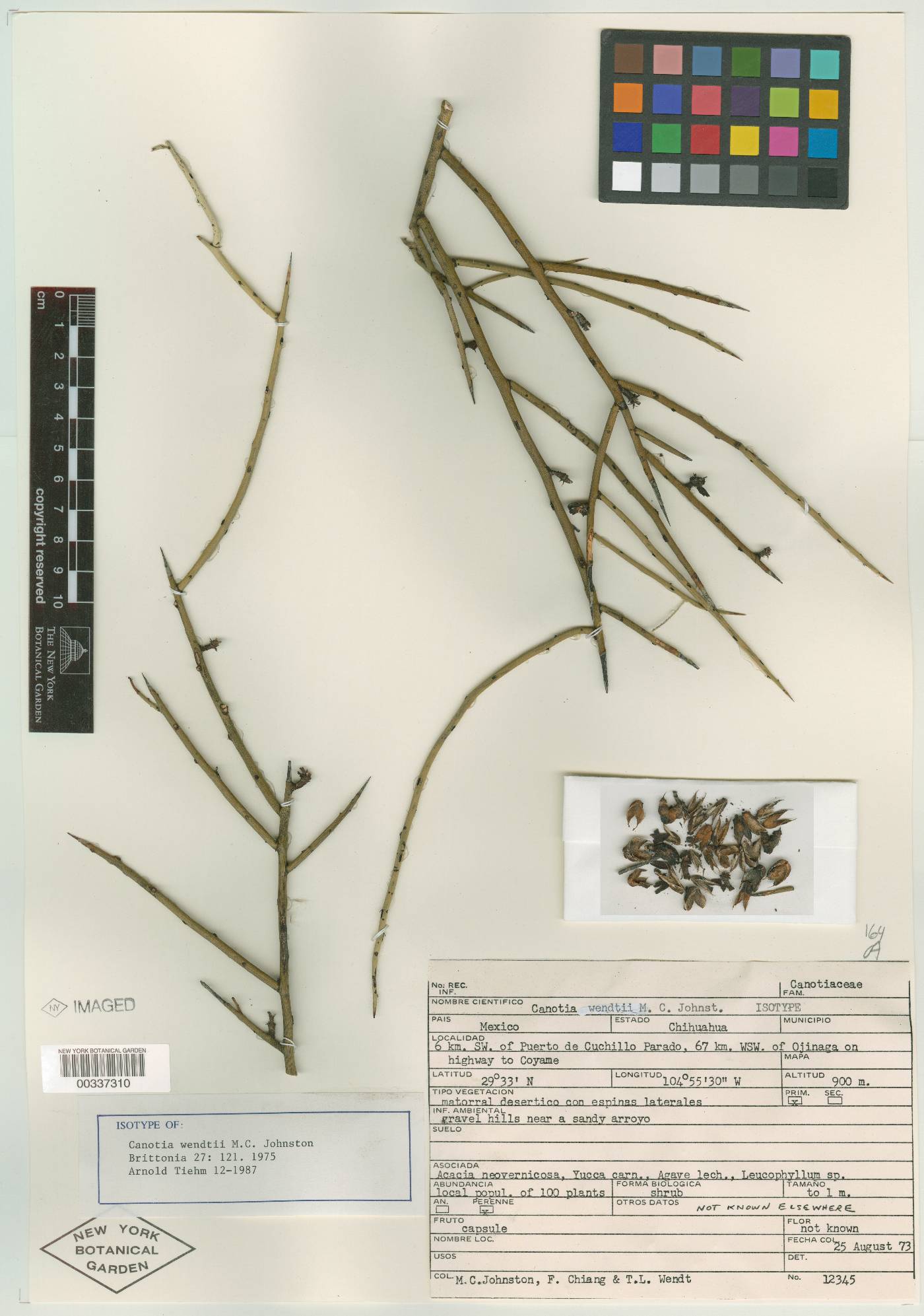 Canotia wendtii image
