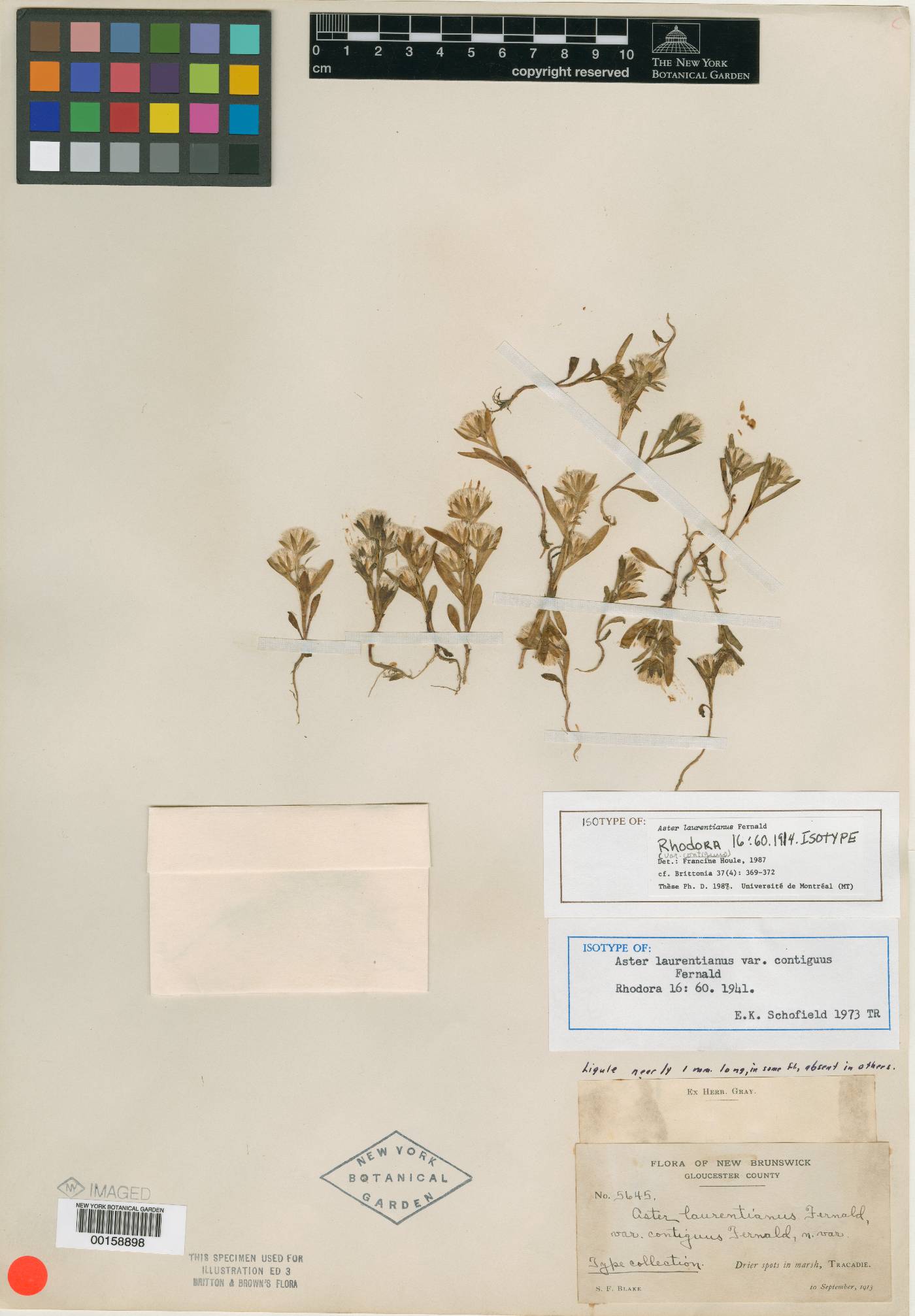 Symphyotrichum laurentianum image