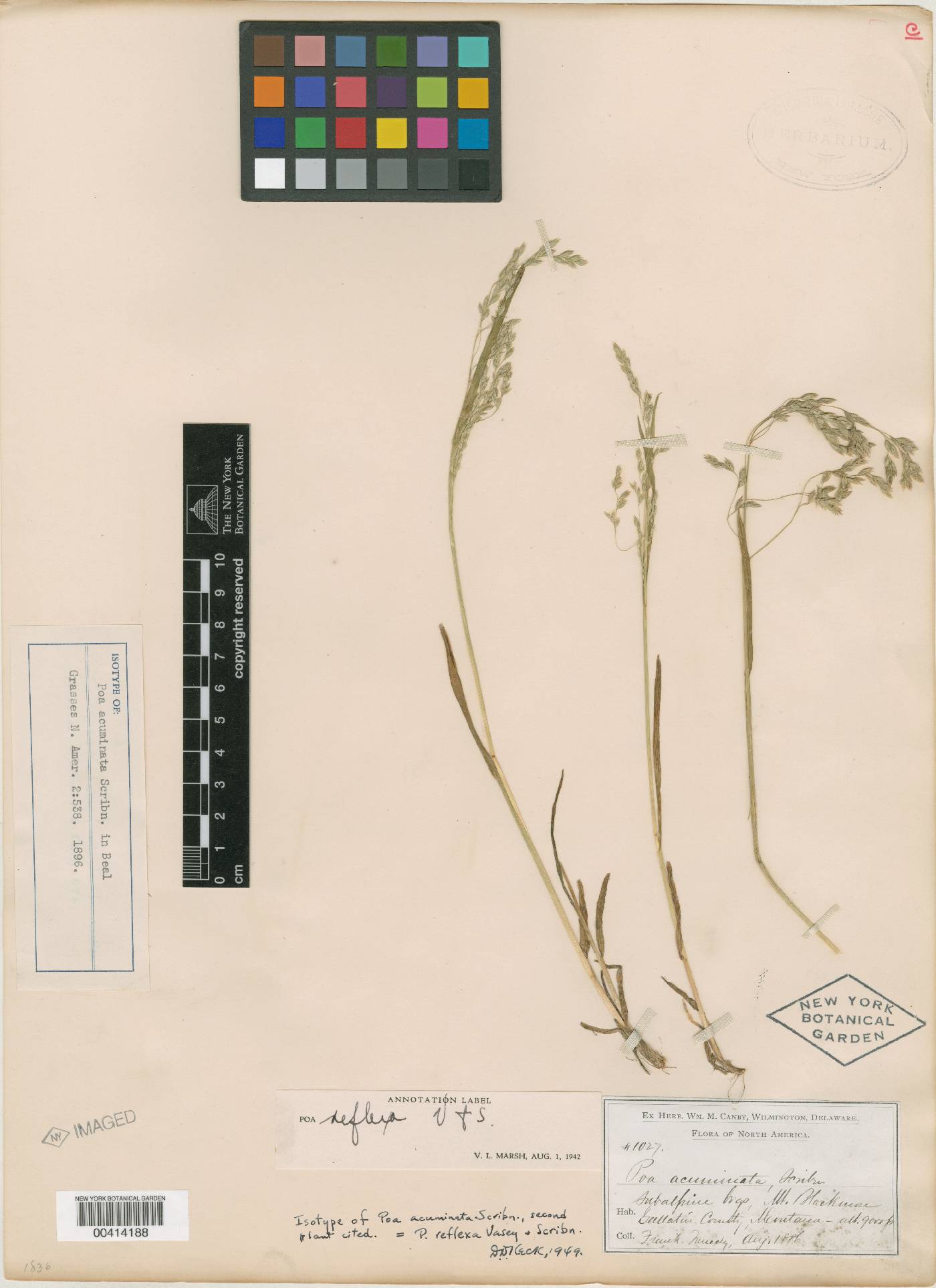 Poa fragilis image