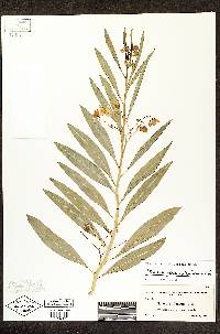 Solanum glaucophyllum image
