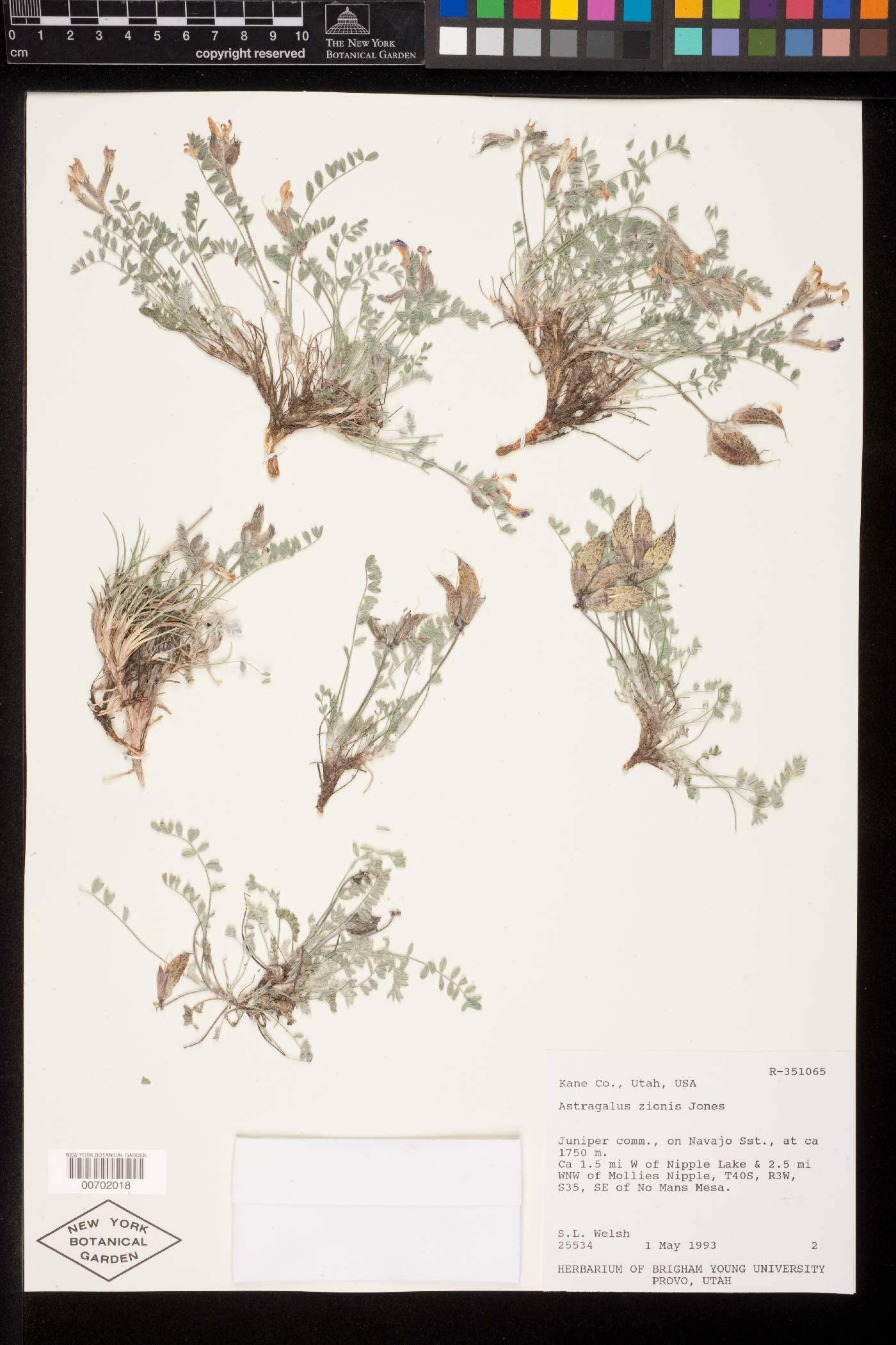 Astragalus zionis image