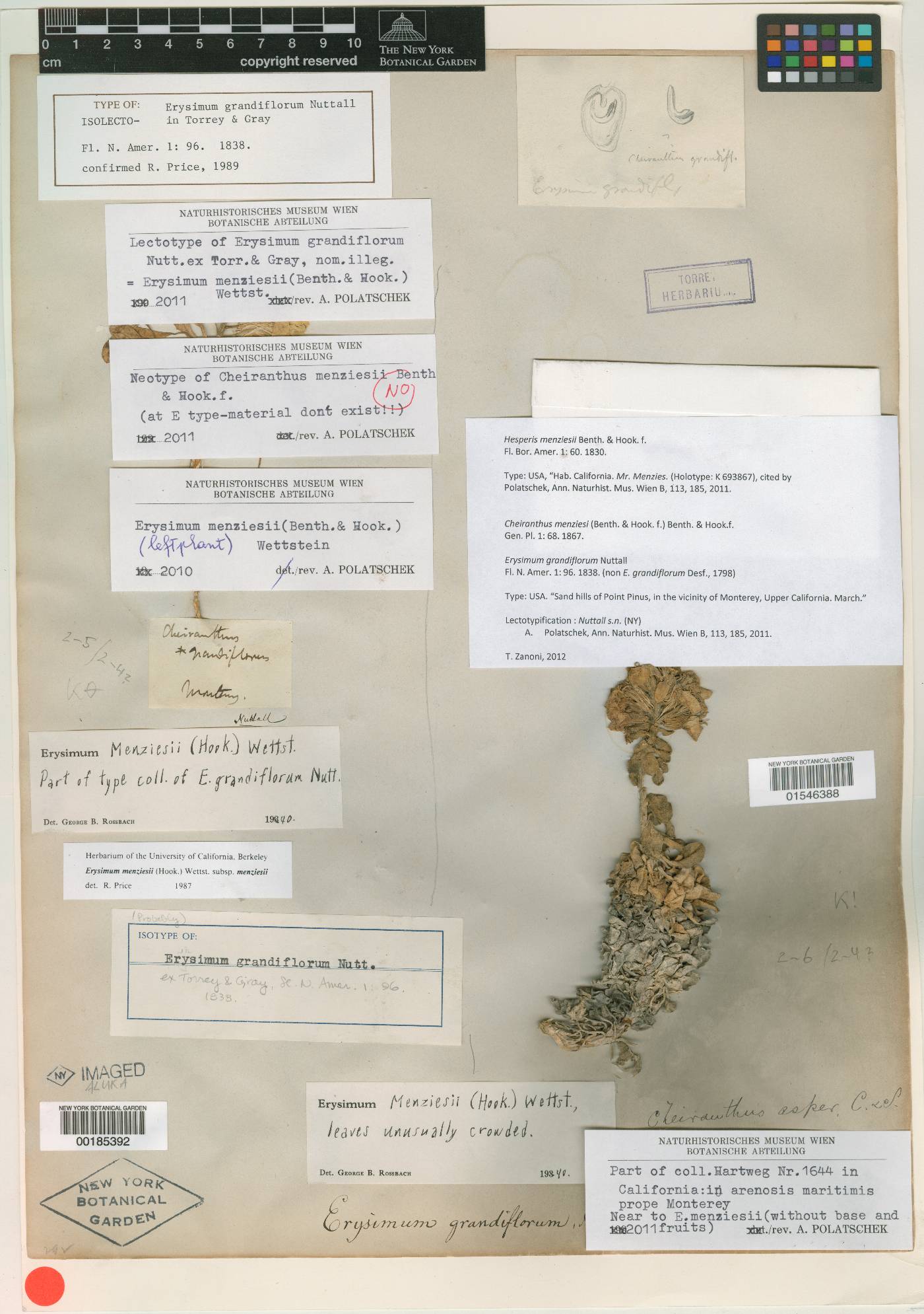 Erysimum grandiflorum image