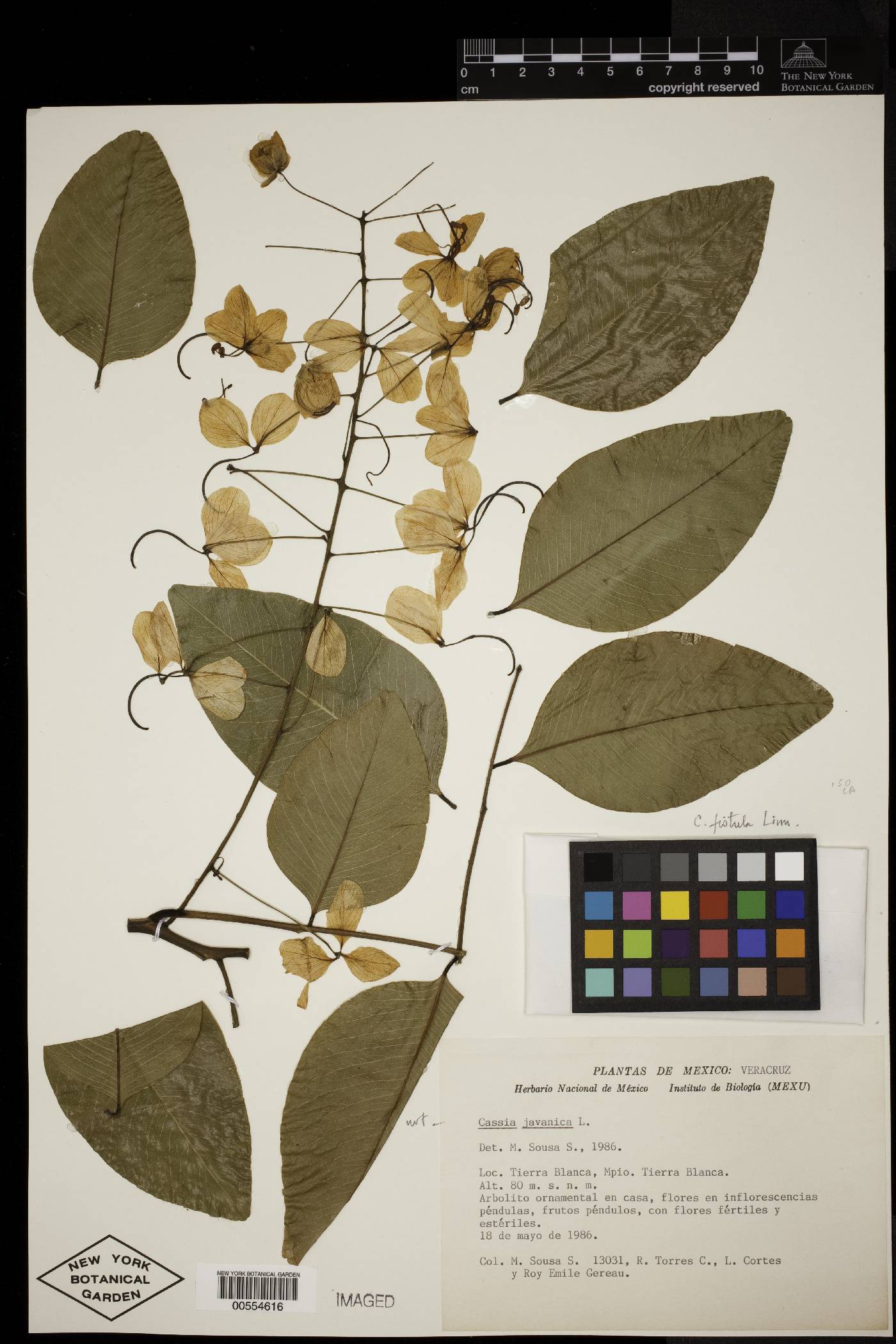 Cassia fistula image