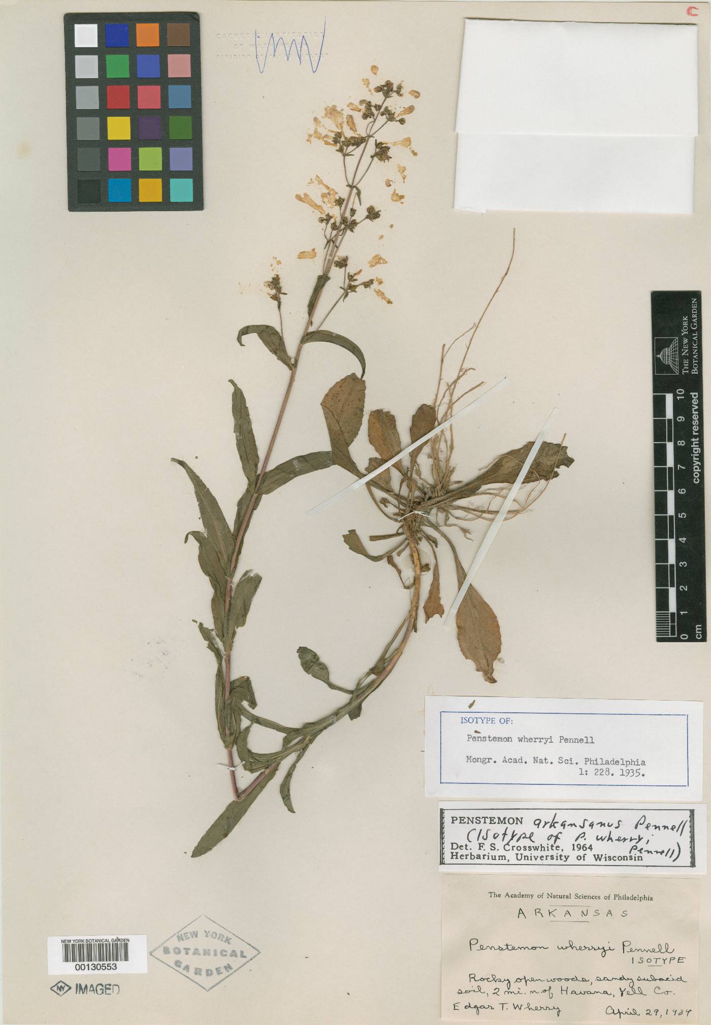 Penstemon wherryi image