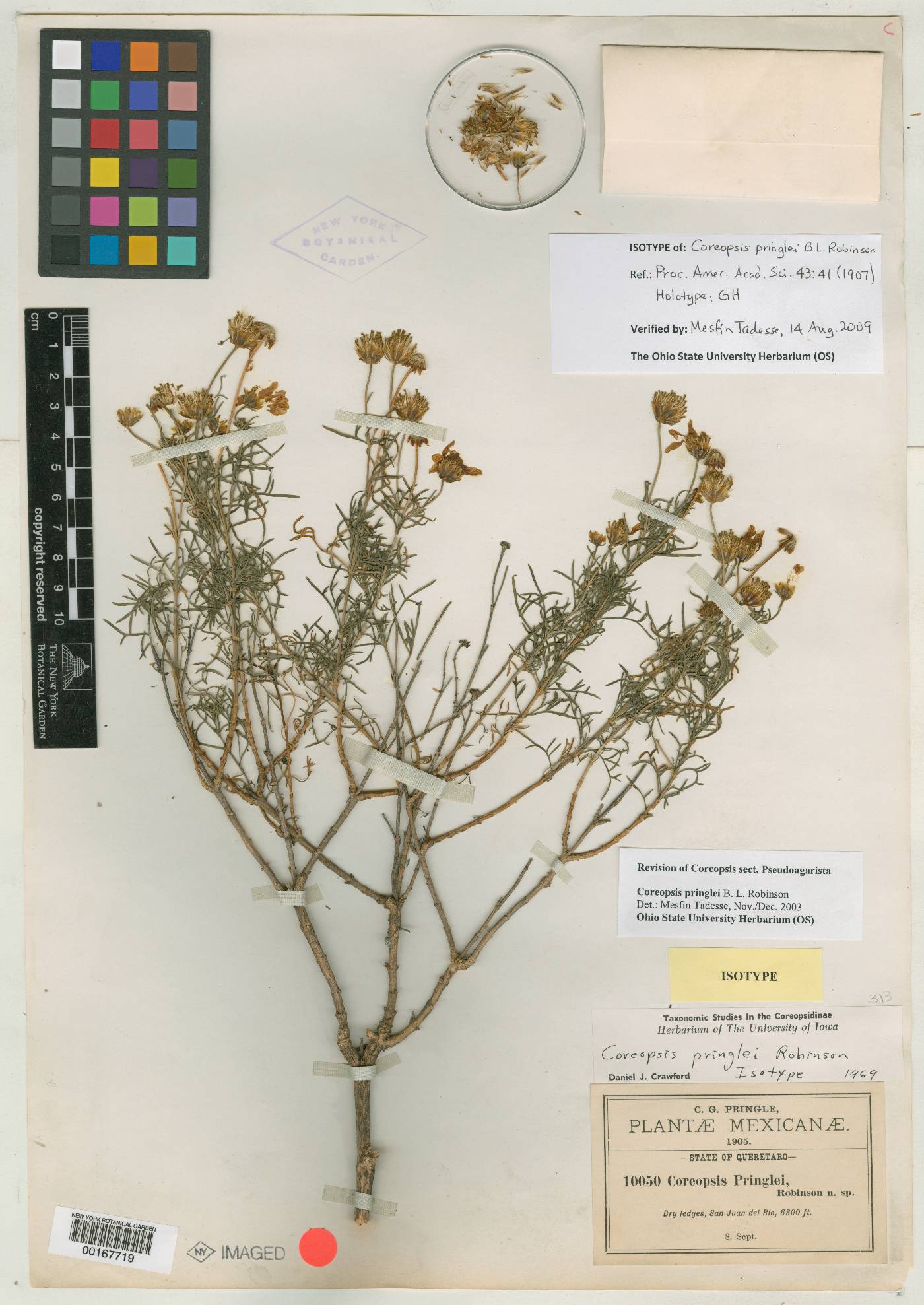 Coreopsis pringlei image