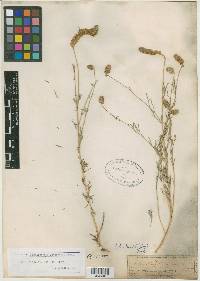 Petalostemon rothrockii image