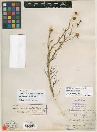 Hymenoxys chrysanthemoides var. excurrens image